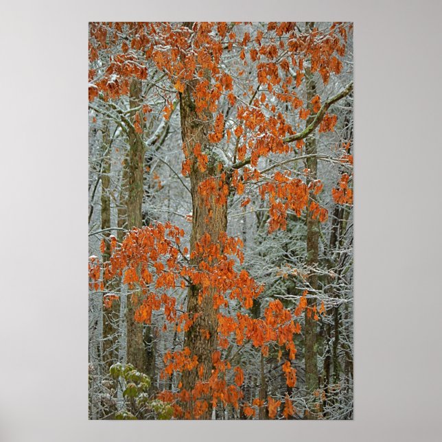 Poster Oak de inverno (Frente)
