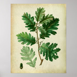 Poster Oak deixa de ser a Arte de Muro de Farmhouse no 3