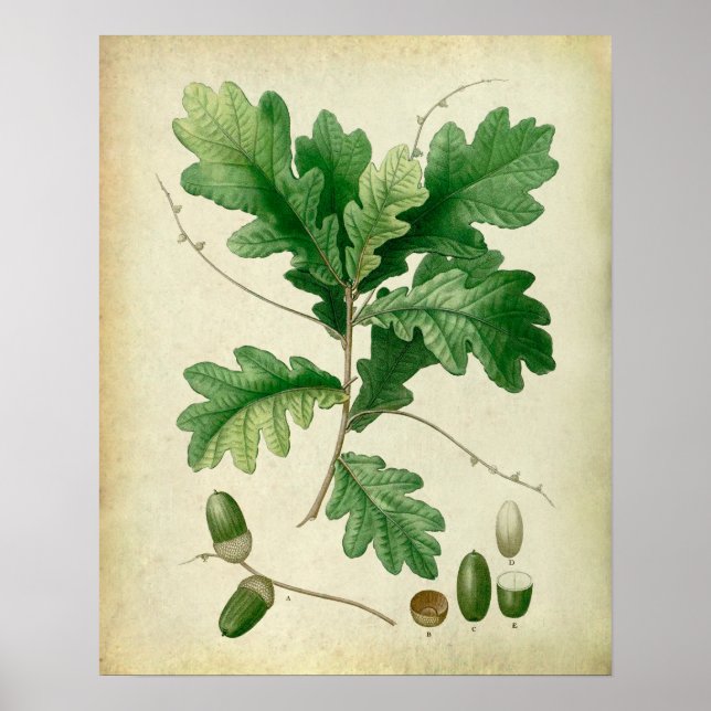 Poster Oak deixa de ser o.4 Farmhouse wall art. (Frente)