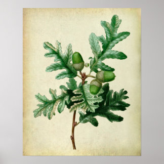 Póster Oak deixa declive de parede de fazenda n.º 5