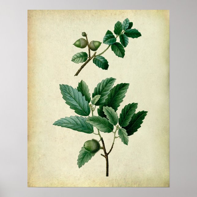 Póster Oak Deixa Muro Arte n.º 1 Farmhouse Wall Decor (Frente)