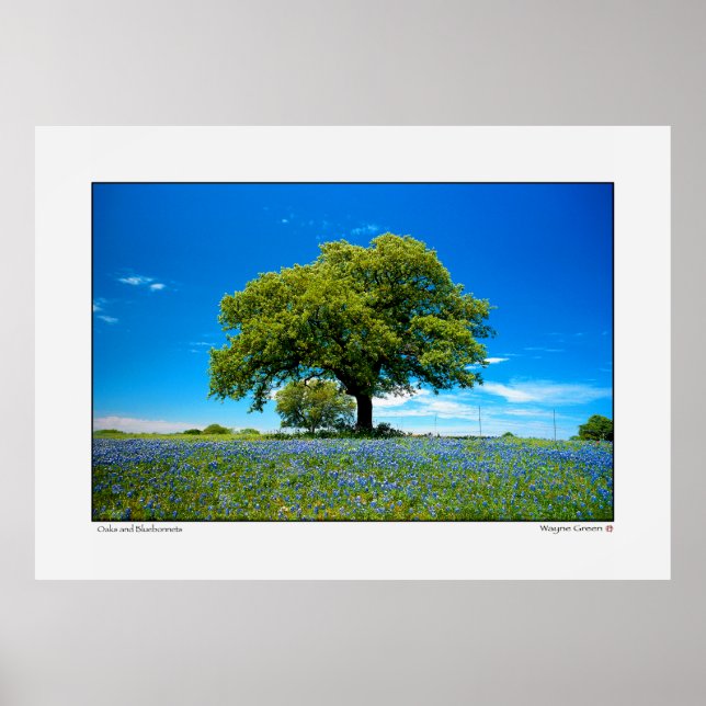 Poster Oak e Bluebonnets - Texas (Frente)