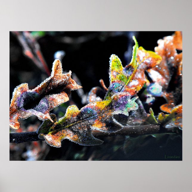 Poster Oak Fairy Glacé (Frente)