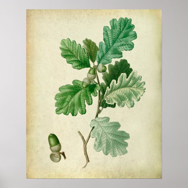 Poster Oak Leaves Wall Art n.º 2 Farmhouse Decor (Frente)