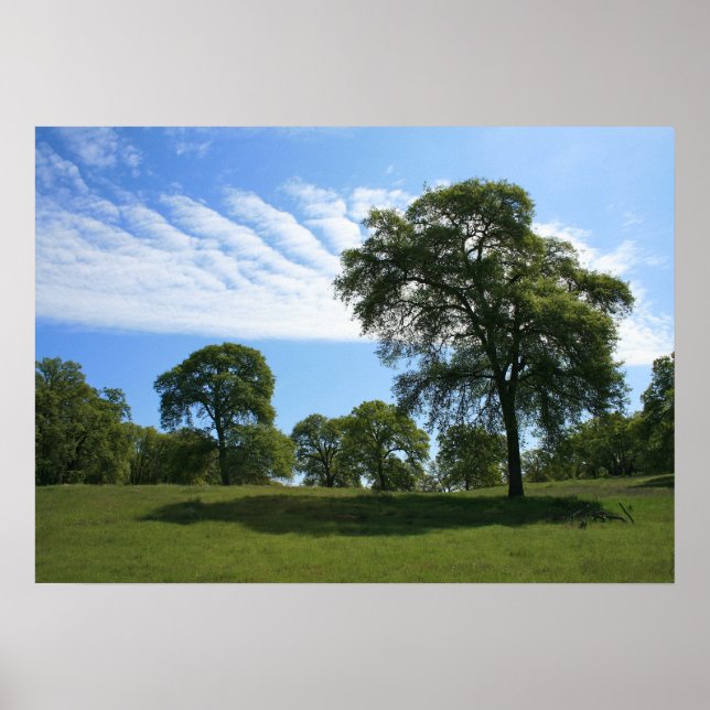 Póster Oak Tree & Meadow Landscape Photo (Frente)