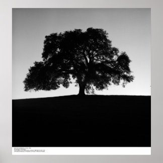 Poster Oak Tree perto de Papais noeis Cruz, janeiro de 19