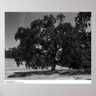Póster Oak Trees na Estação Hopland, maio de 1966