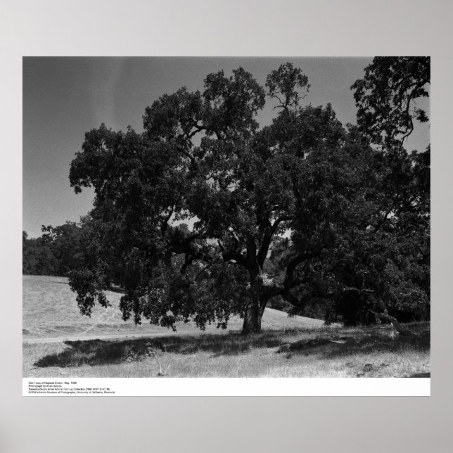 Póster Oak Trees na Estação Hopland, maio de 1966 (Frente)
