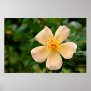 Poster Oakley Fisher Rosa