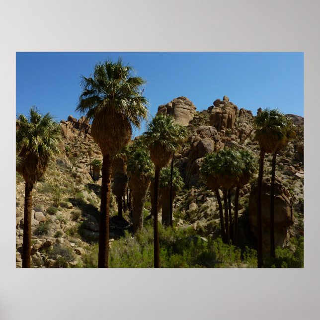Póster Oásis Lost Palms I no Parque Nacional Joshua Tree (Frente)