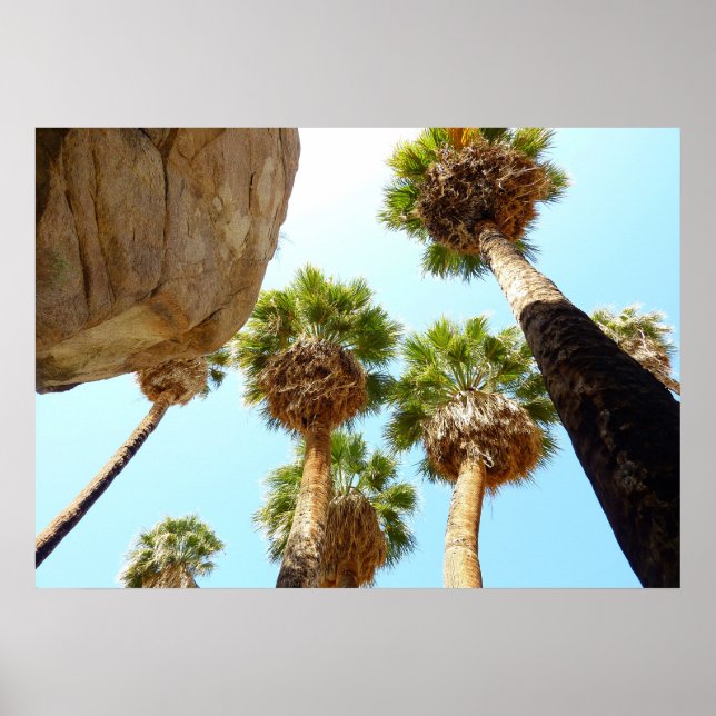 Póster Oásis Palms no Parque Nacional Joshua Tree (Frente)