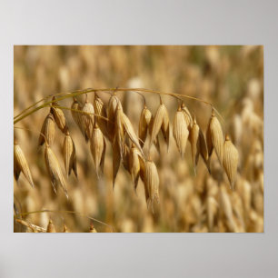 Poster Oat Field