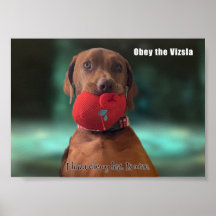 Obey, Vizsla