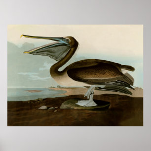 Poster Obras de Arte de John James Audubon Pelicano Marro