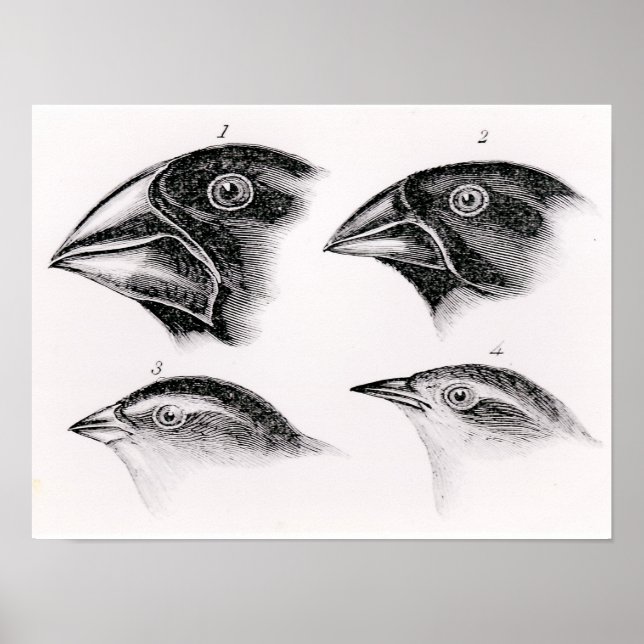 Póster Observações de Darwin sobre aves (Frente)