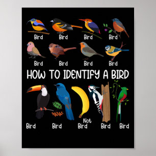 Poster Observador de Aves Como Identificar Um Pássaro Ú