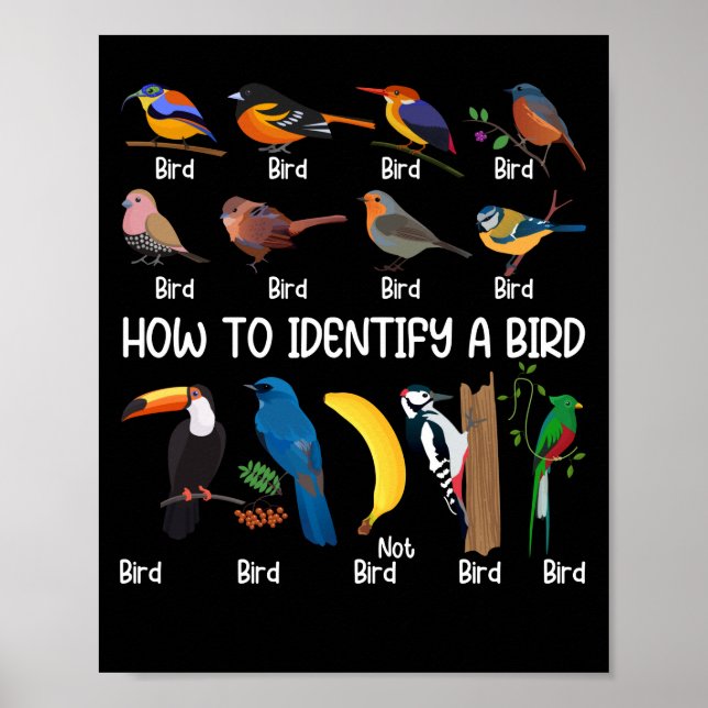 Poster Observador de Aves Como Identificar Um Pássaro Úni (Frente)