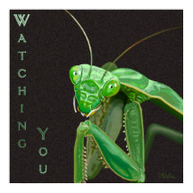 Observando você - Versão Verde