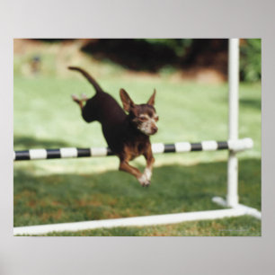 Póster Obstáculo de salto da chihuahua