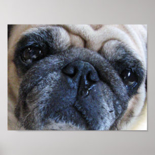 Poster Obtenha o cão logo doente bom do Pug