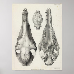 Poster Occidentalis de LXXVI Procamelus