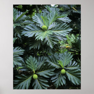 Póster Oceânia, Pacífico Sul, Polinésia Francesa,