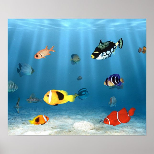 Póster Oceanos De Peixes (Frente)