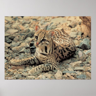 Póster Ocelot