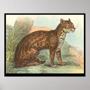 Póster Ocelot