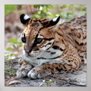 Poster Ocelot 02 9x9