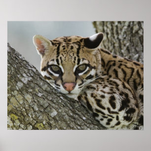 Poster Ocelot, Felis pardalis, cativo, fêmea descansando