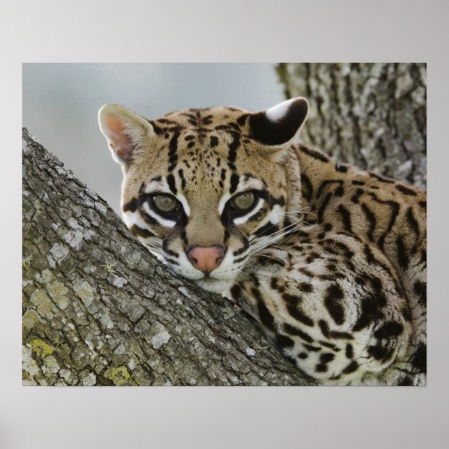 Poster Ocelot, Felis pardalis, em cativeiro, descansos fe (Frente)