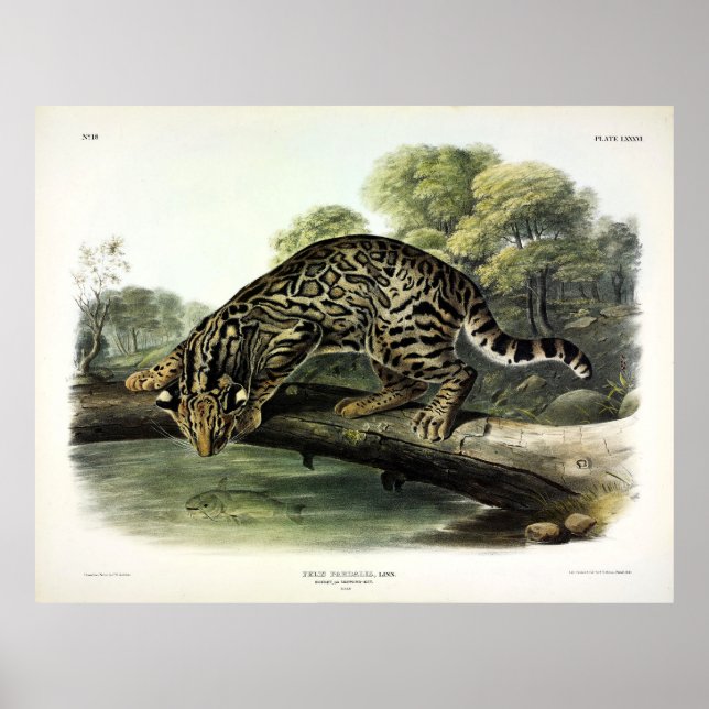 Poster Ocelot, Leopardo-Cat (Leopardus pardalis) - Audubo (Frente)