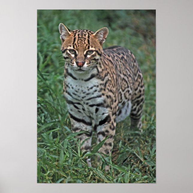 Poster OCELOT Leopardus pardalis) AMÉRICA CENTRAL (Frente)