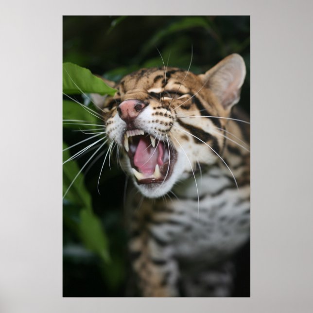 Poster - Ocelot snarl (Frente)
