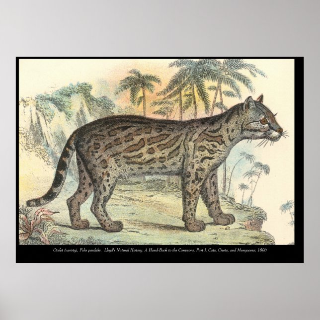 Poster Ocelot (variedade) (Frente)