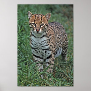 Poster OCELOTE (Leopardus pardalis) AMÉRICA CENTRAL
