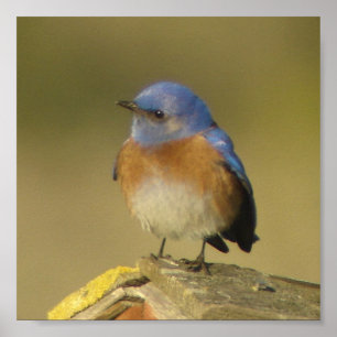 Poster ocidental do Bluebird 2