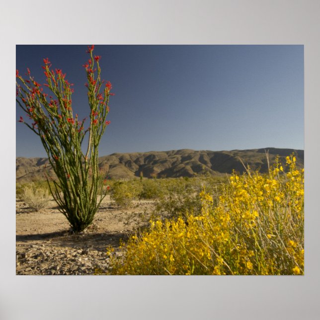 Póster Ocotillo e desert senna (Frente)