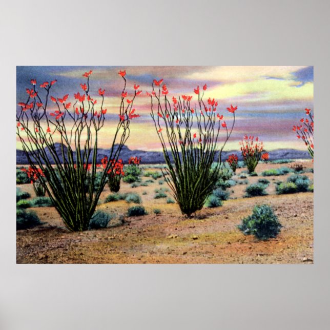 Póster Ocotillos do deserto arizona em Bloom (Frente)
