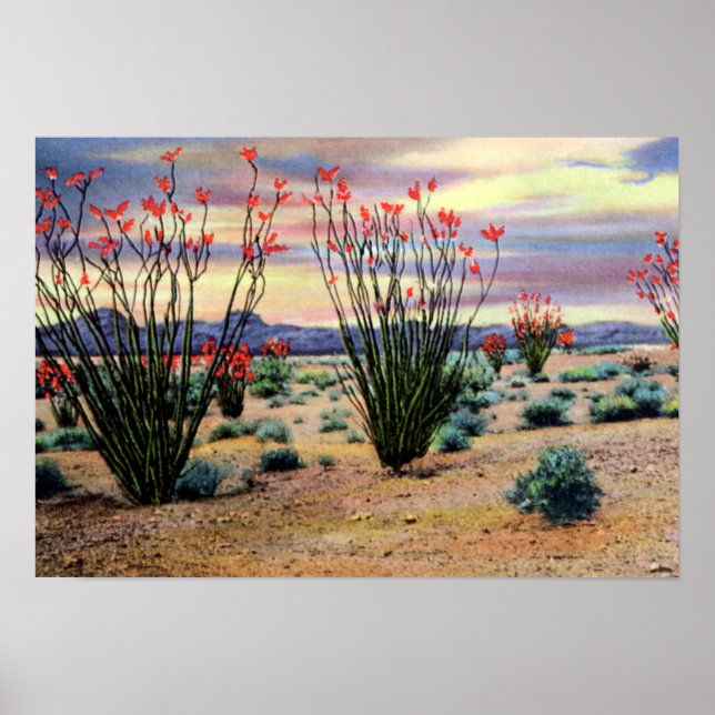 Póster Ocotillos do deserto arizona em Bloom (Frente)