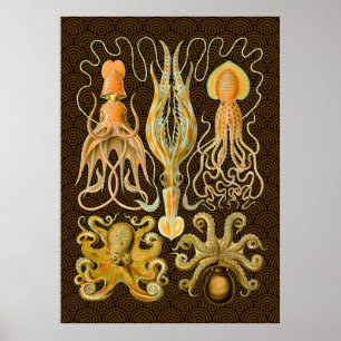 Póster Octopus de Vintage Cephalopods