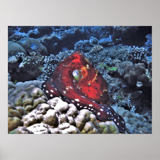 Poster Octopus Dia (Frente)