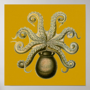 Póster Octopus Haeckel