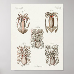 Poster Octopus Lula Cephaloposo Mar Criaturas Arte Impres