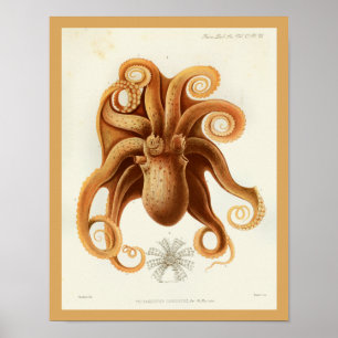 Póster Octopus Orange Cephalopome Sea Creatures Art Impre