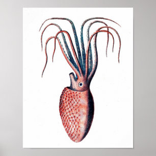 Póster Octopus Print No.4 Cephalopod Sea Creature Art