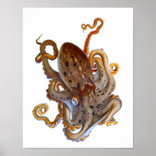 Póster Octopus Sea Creature Print