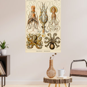 Poster Octopus Squid Gamochonia por Ernst Haeckel
