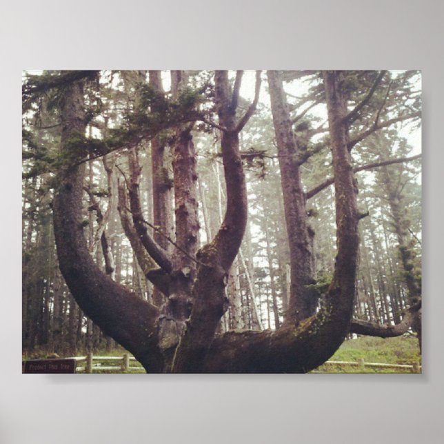 Poster Octopus Tree, Cape Meares, Oregon (Frente)